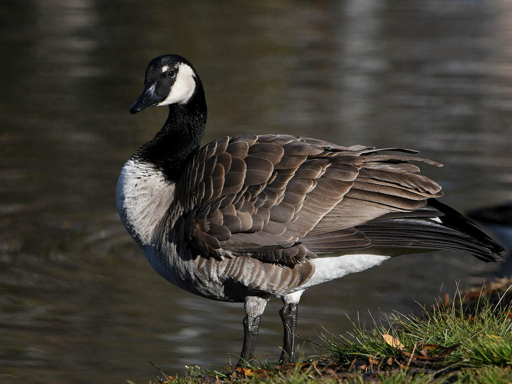 Goose2.jpg