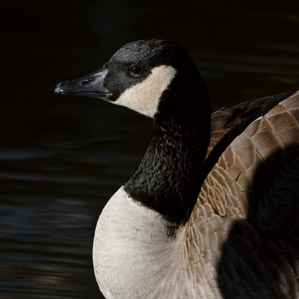 Goose2.jpg