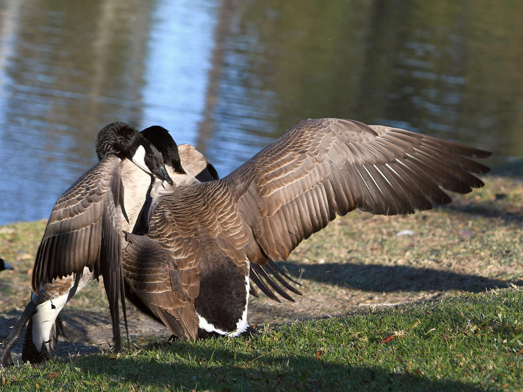 Goose2.jpg