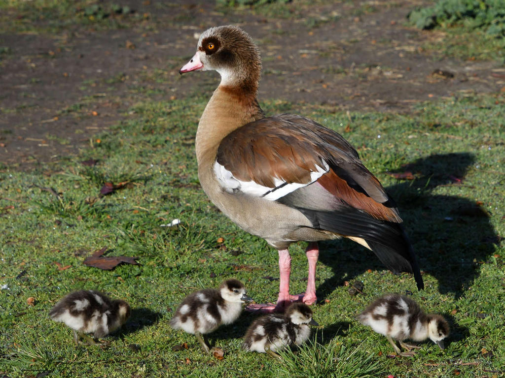 Goose2.jpg