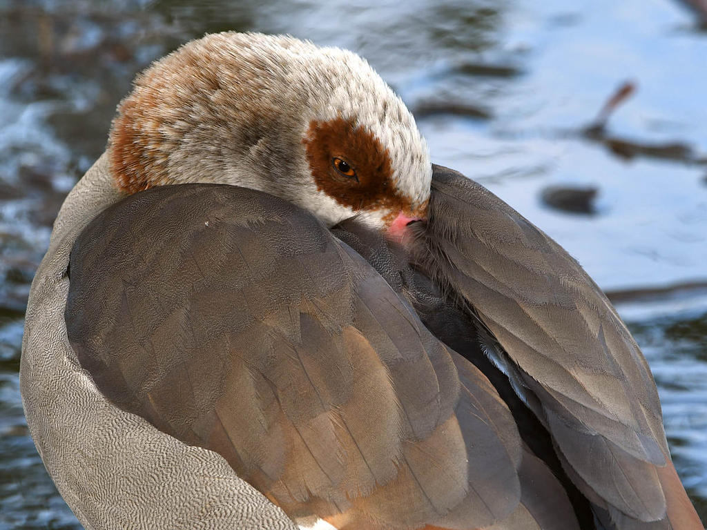 Goose2.jpg