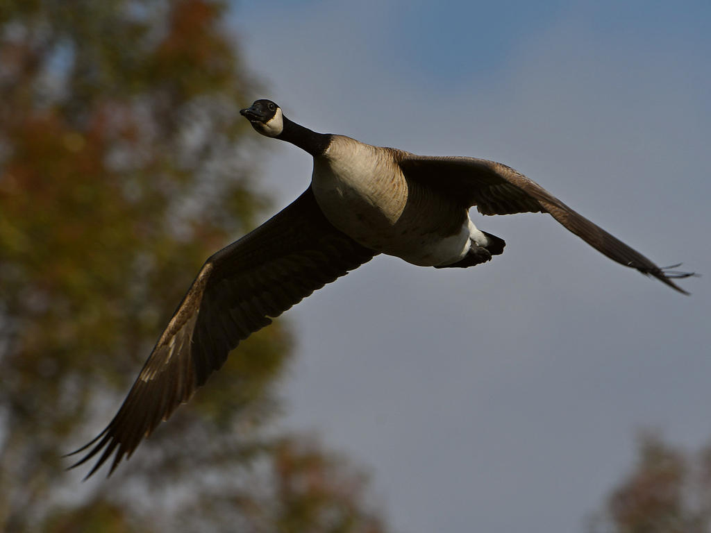 Goose2.jpg