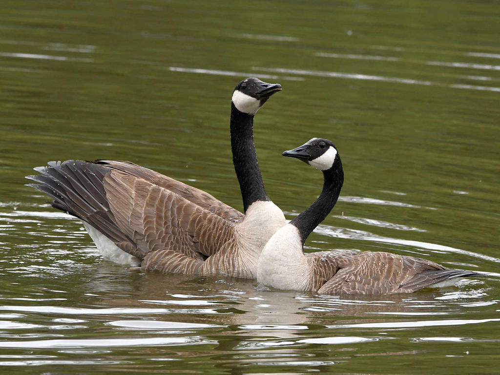 Goose2.jpg