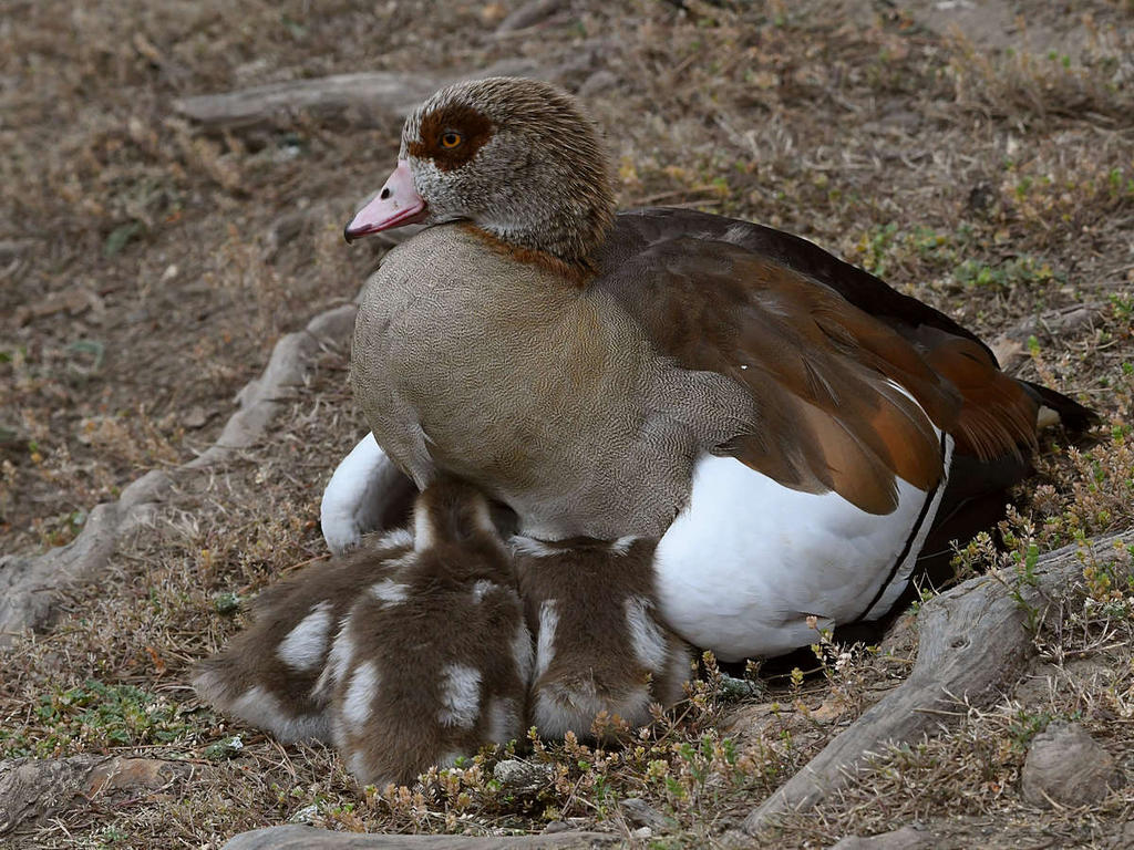 Goose2.jpg