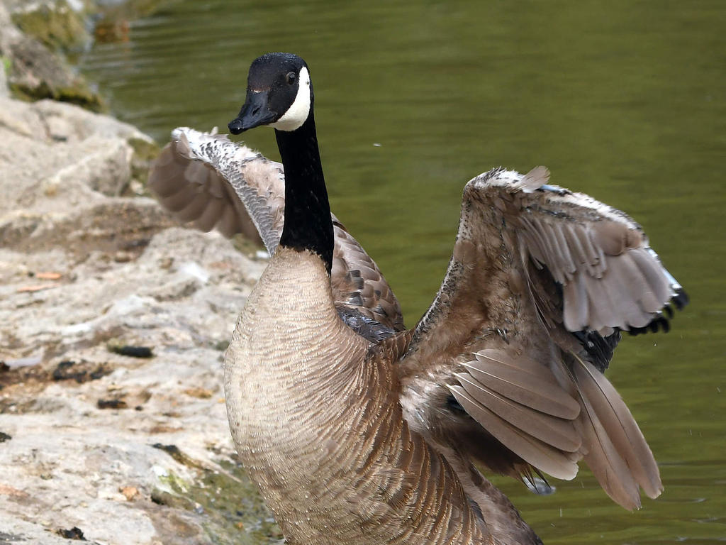 Goose2.jpg