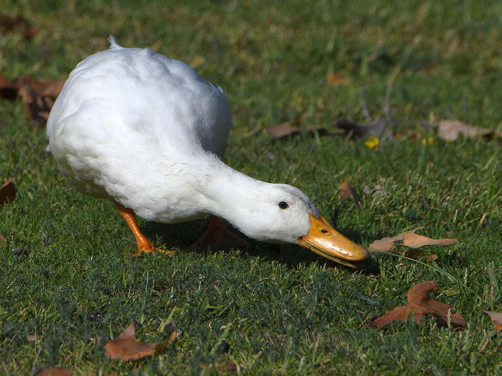 Goose2.jpg