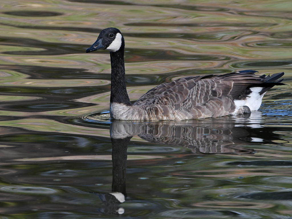Goose2.jpg