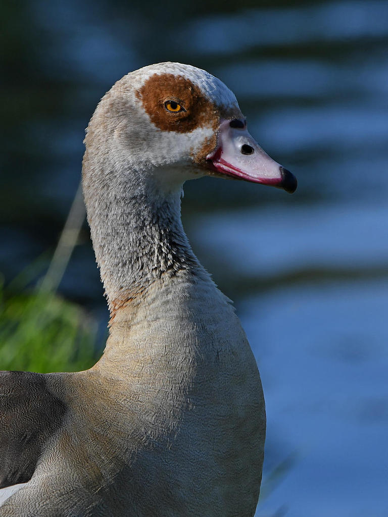 Goose2.jpg