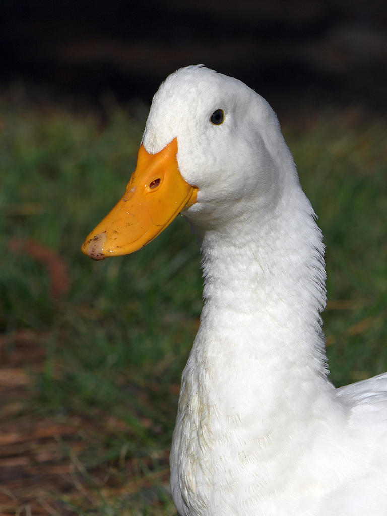 Goose2.jpg