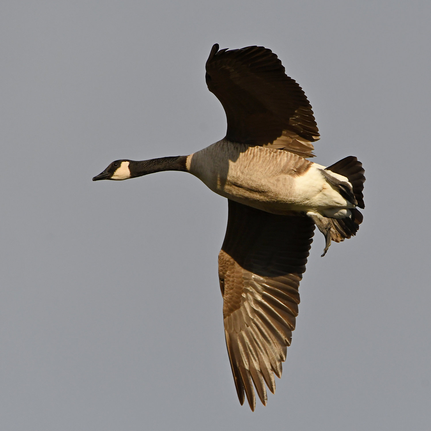 Goose2.jpg