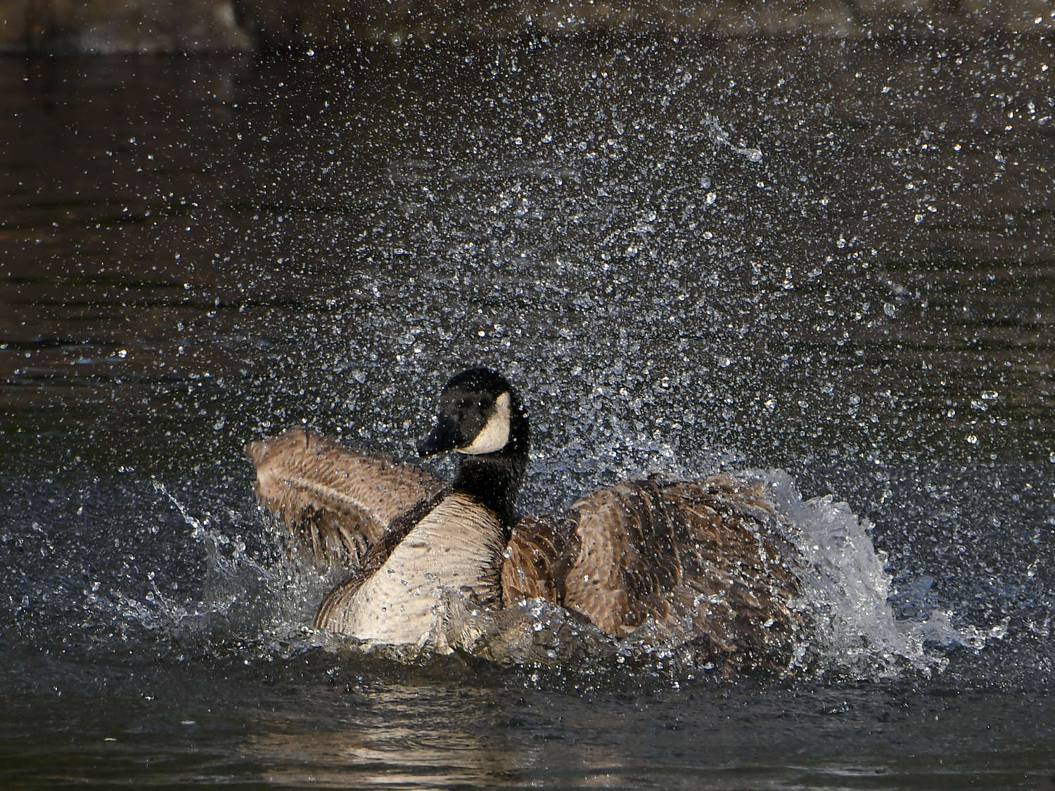 Goose2.jpg