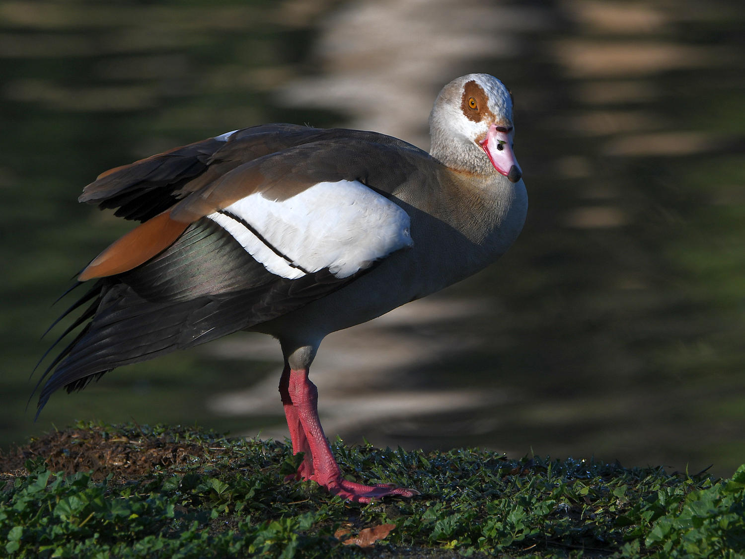Goose2.jpg