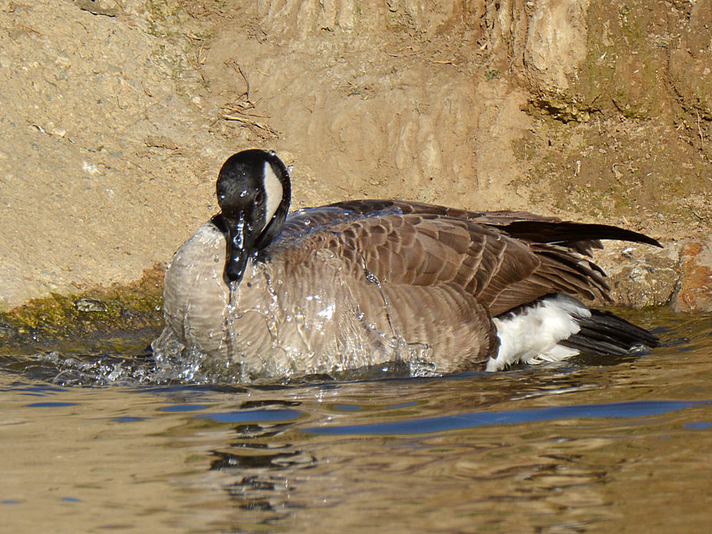 Goose3.jpg