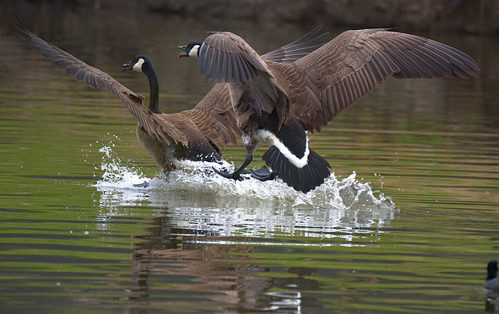 Goose3.jpg