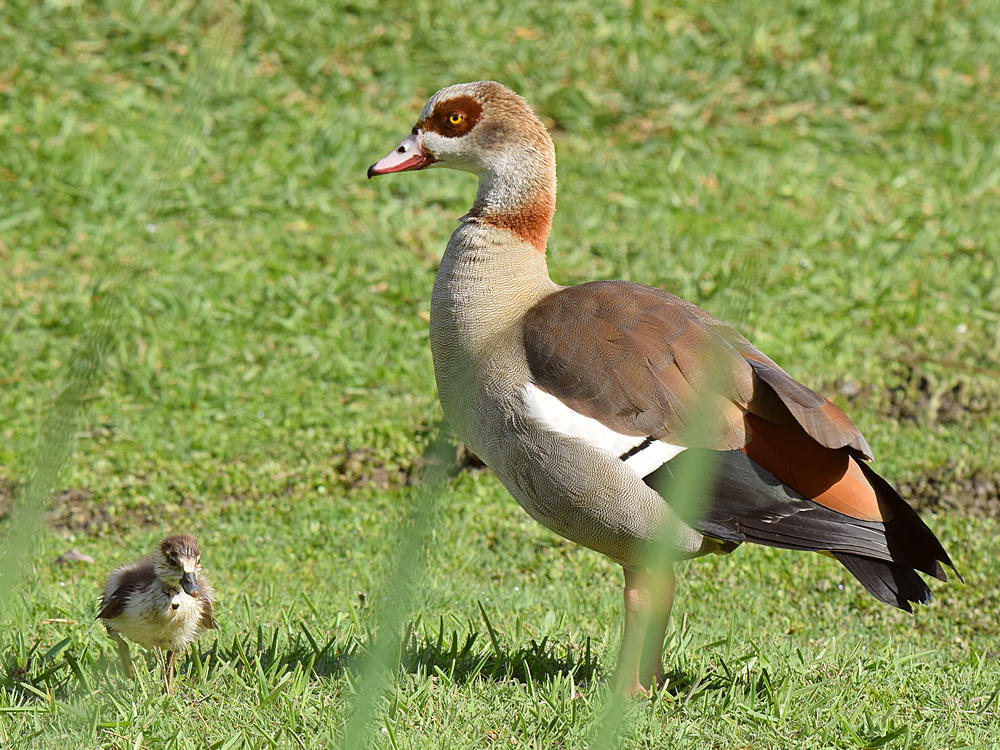 Goose3.jpg