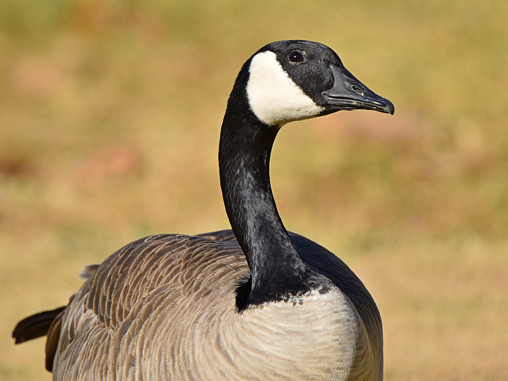 Goose3.jpg