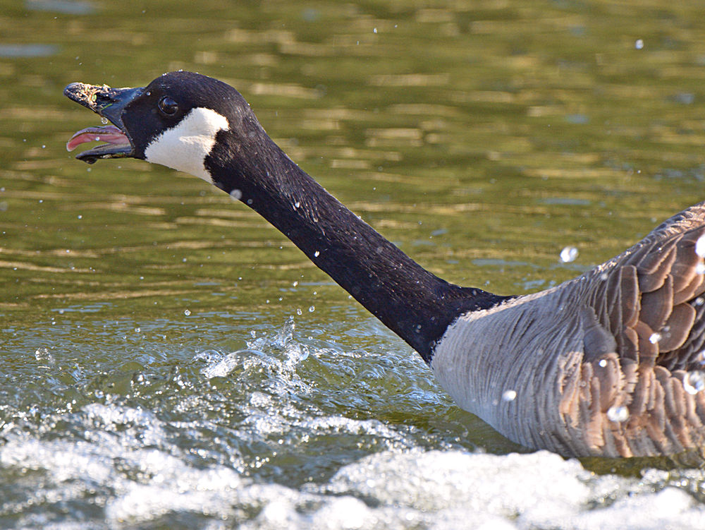 Goose3.jpg