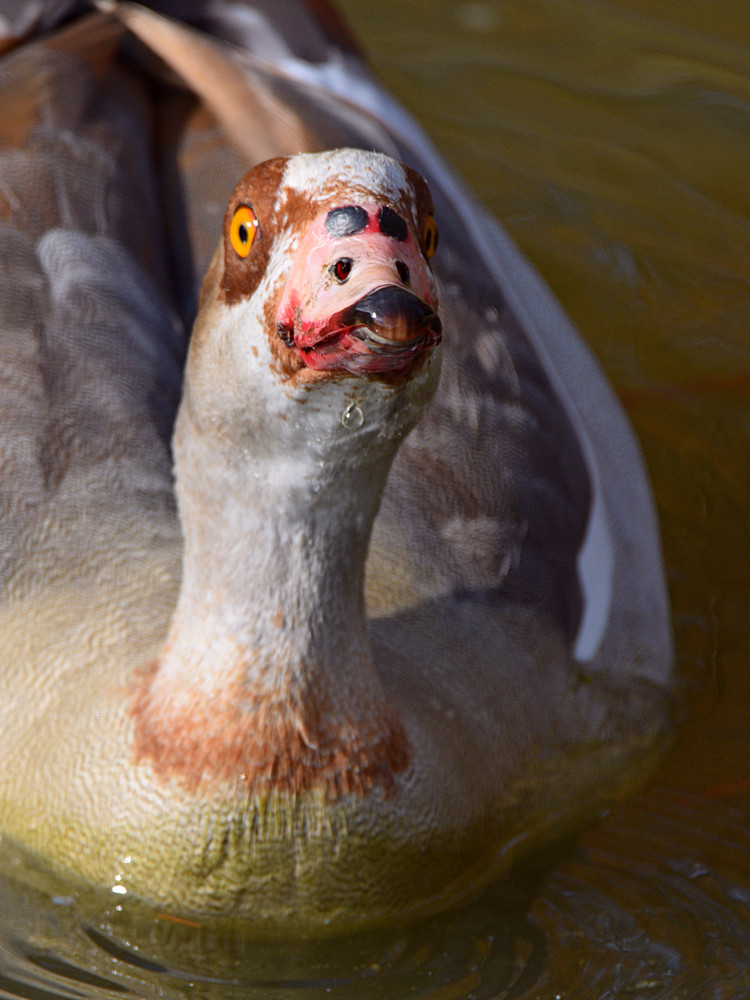 Goose3.jpg
