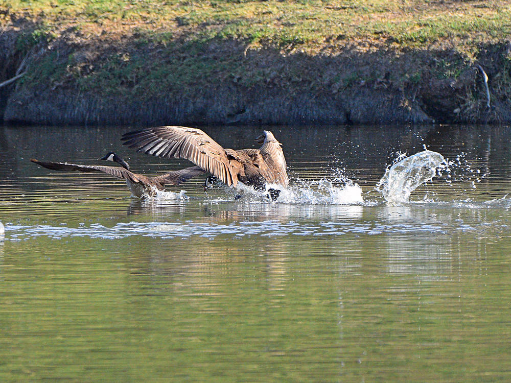 Goose3.jpg