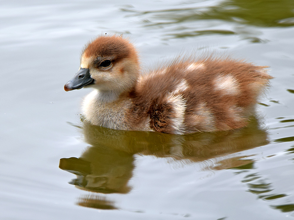 Goose3.jpg