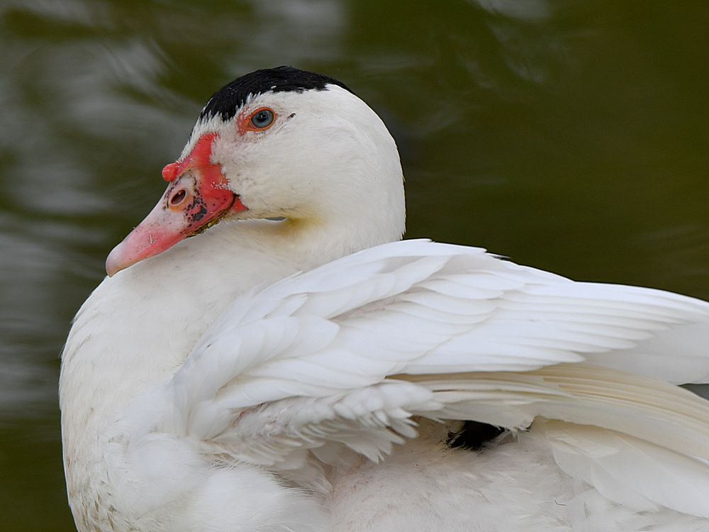 Goose3.jpg