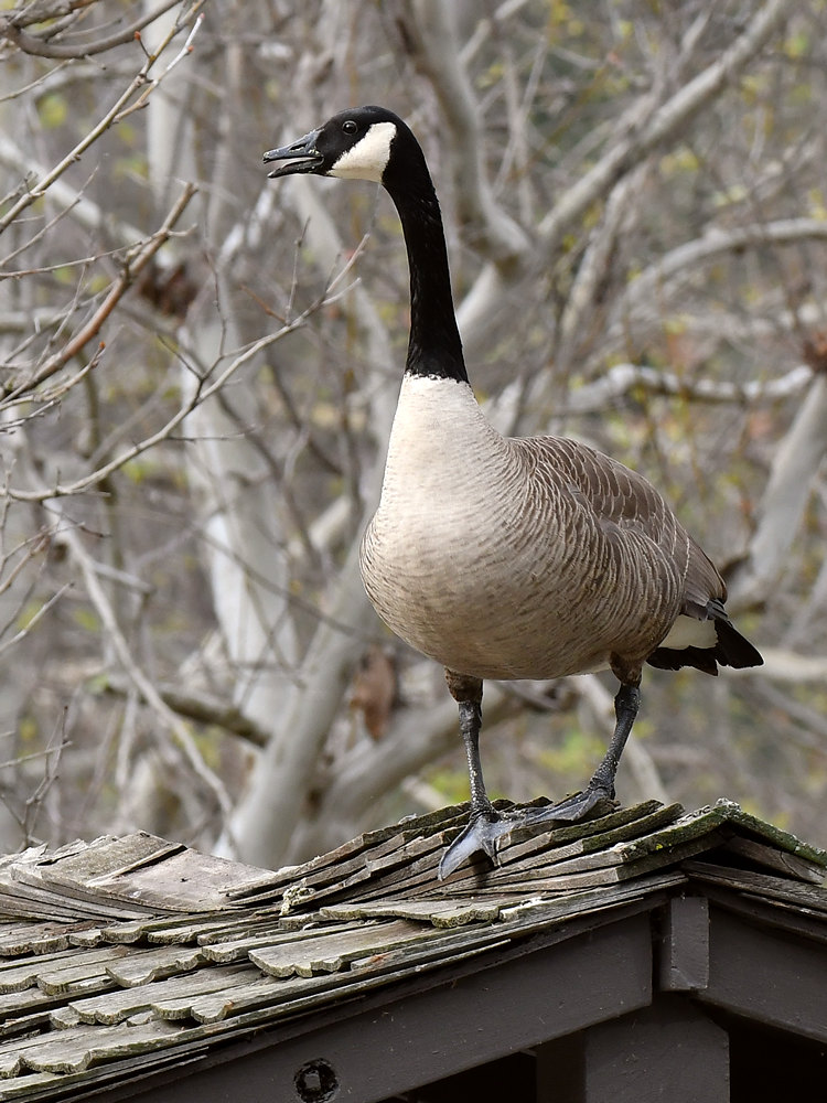 Goose3.jpg