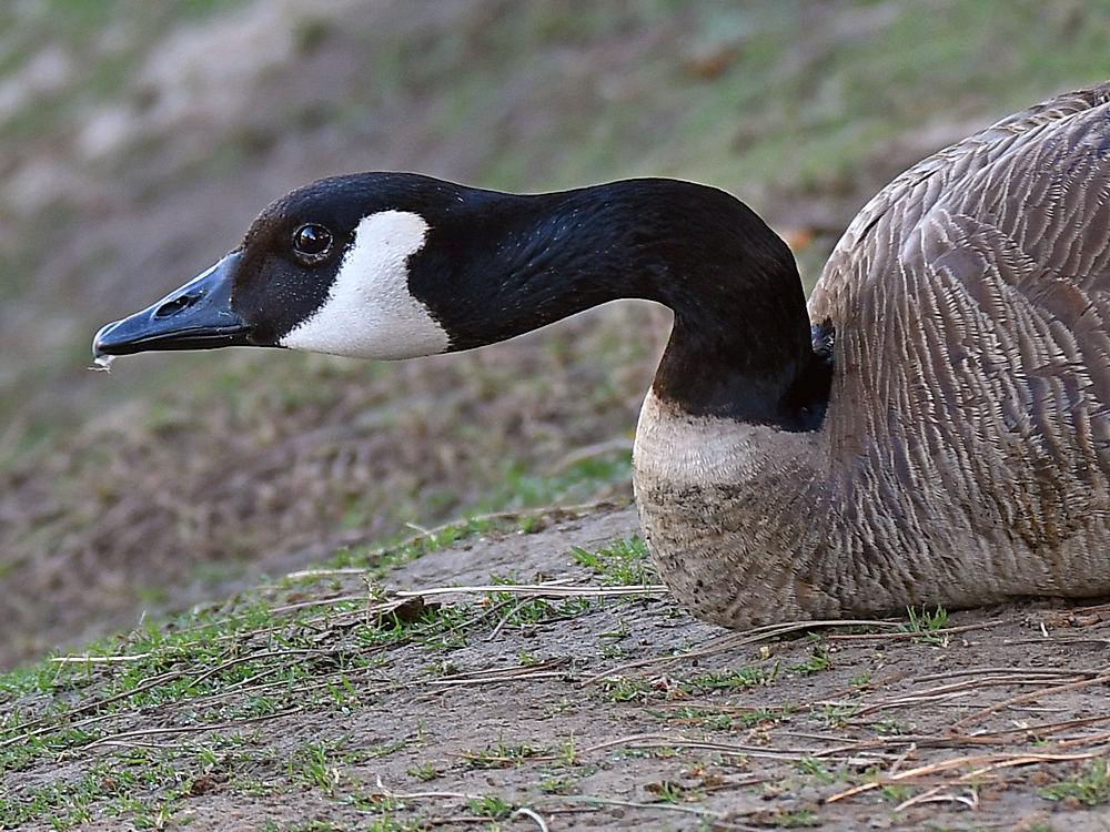 Goose3.jpg