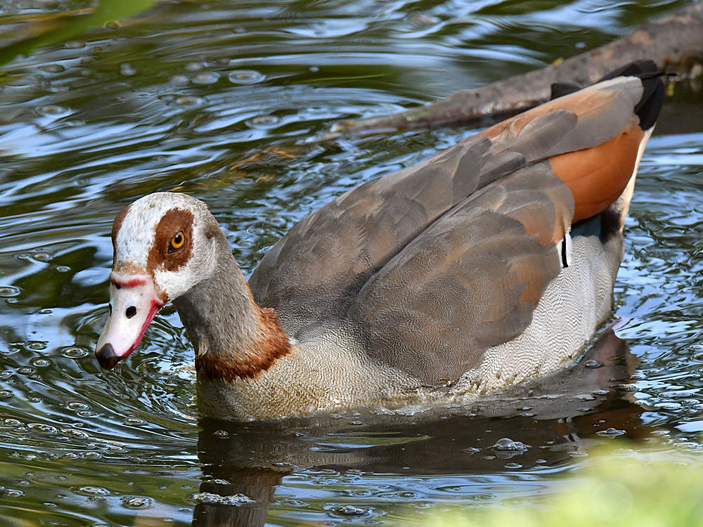 Goose3.jpg