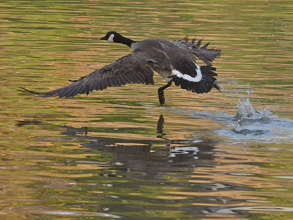 Goose3.jpg