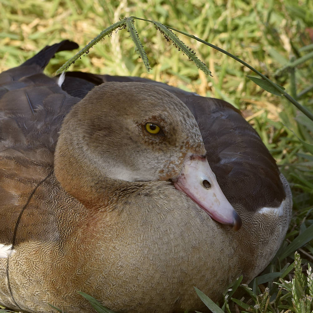 Goose3.jpg