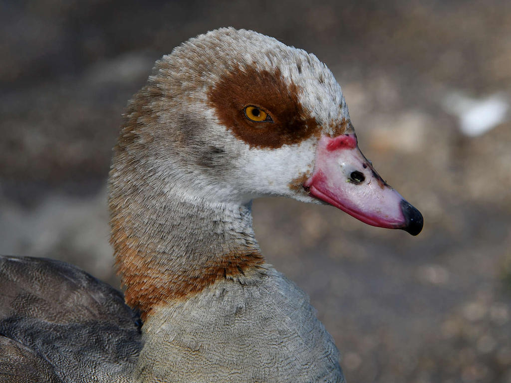Goose3.jpg