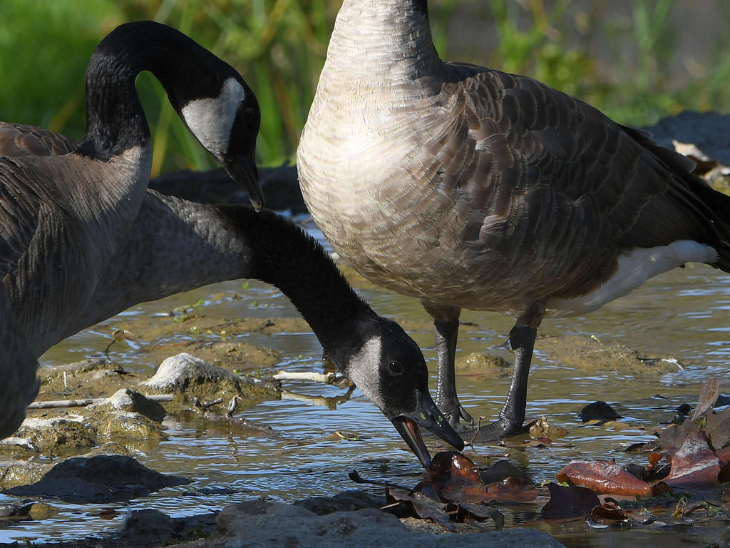Goose3.jpg