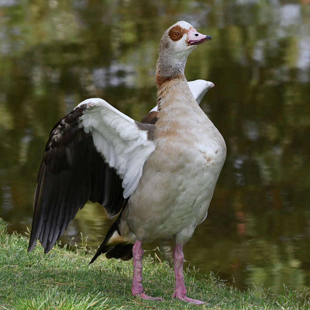 Goose3.jpg