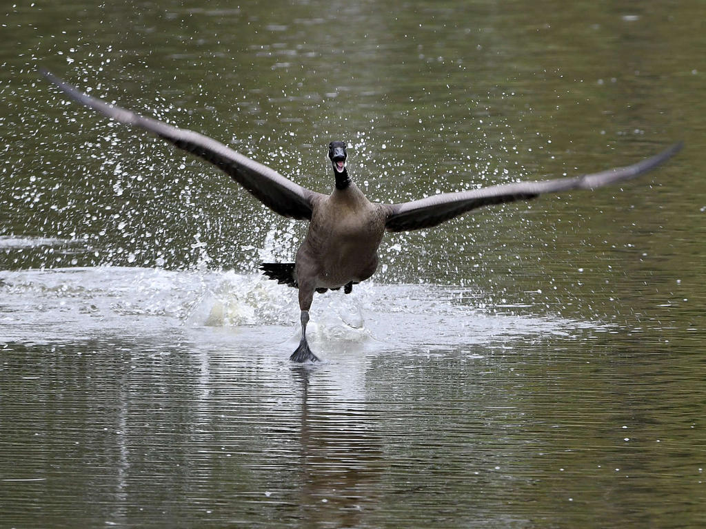 Goose3.jpg