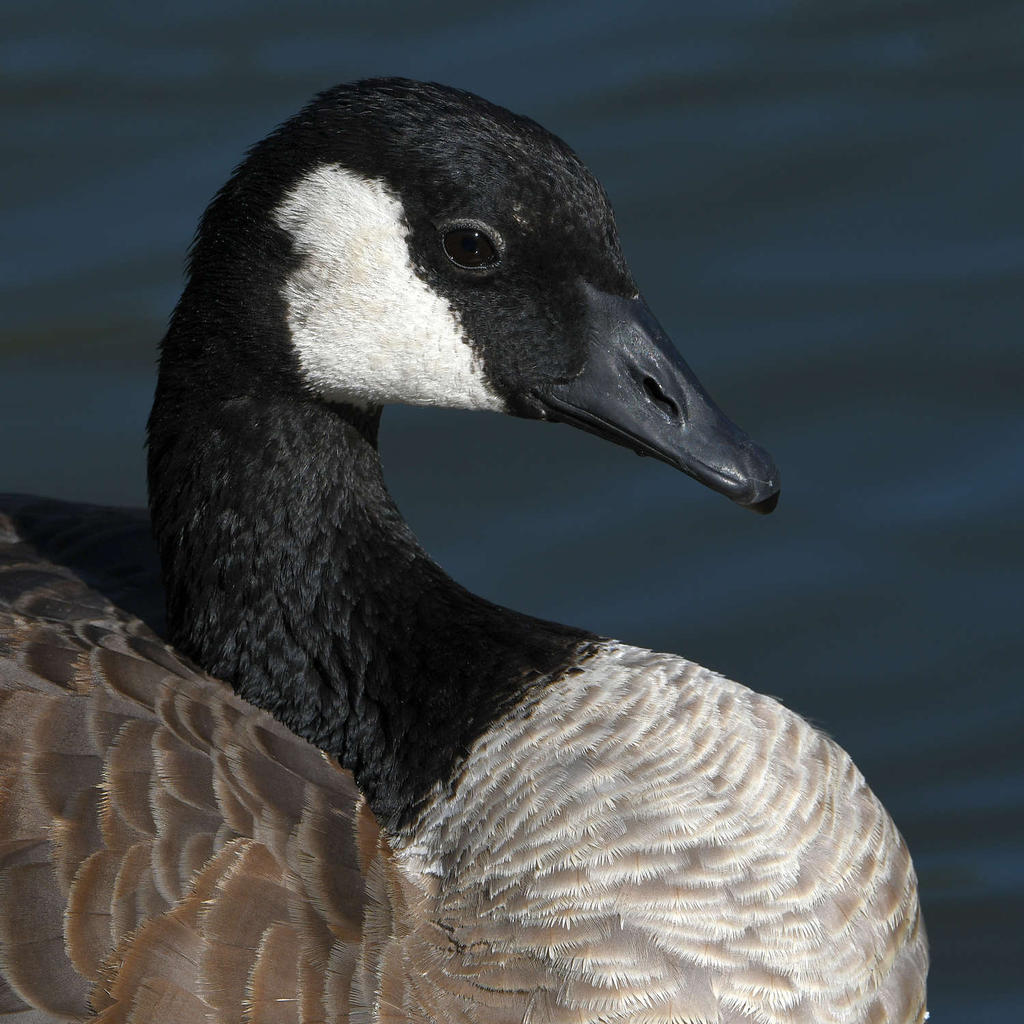 Goose3.jpg