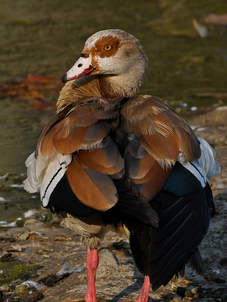 Goose3.jpg