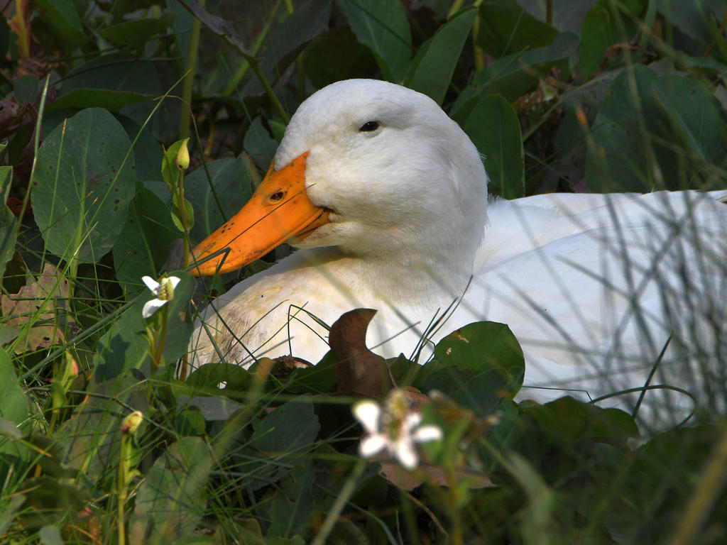 Goose3.jpg