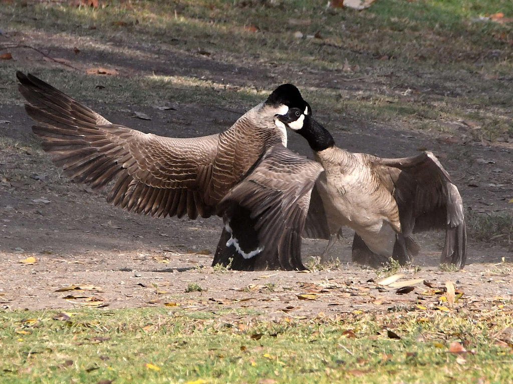 Goose3.jpg