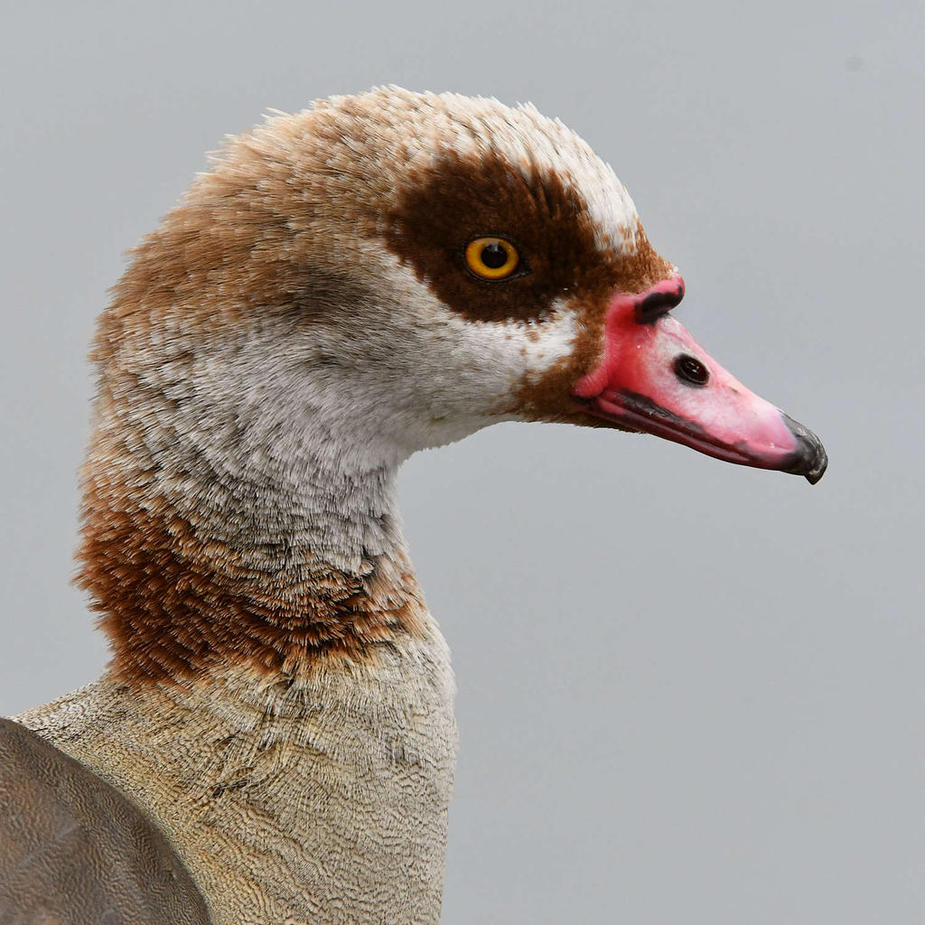Goose3.jpg