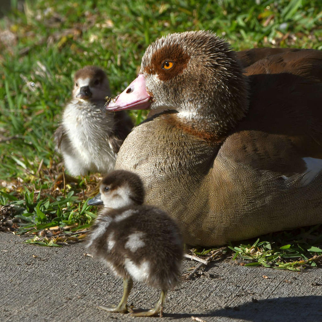 Goose3.jpg