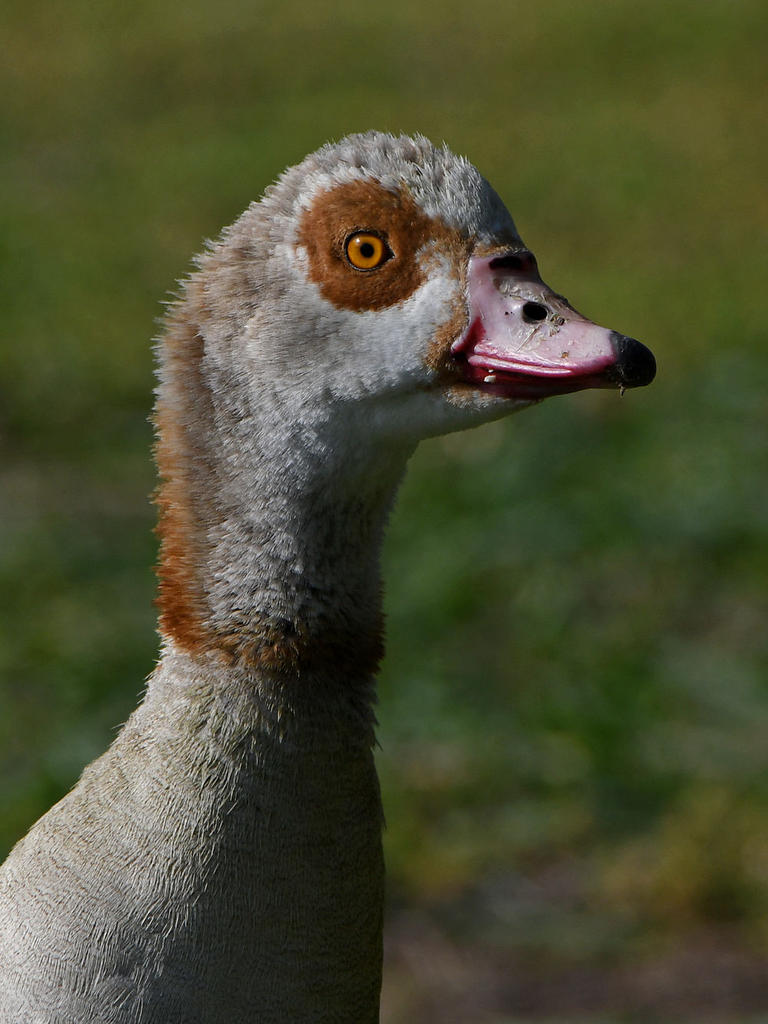 Goose3.jpg