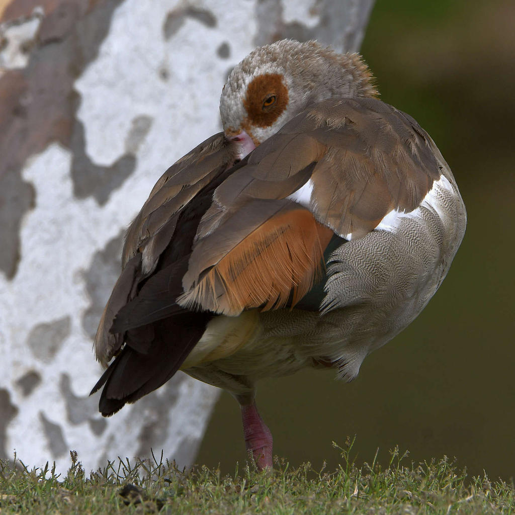 Goose3.jpg