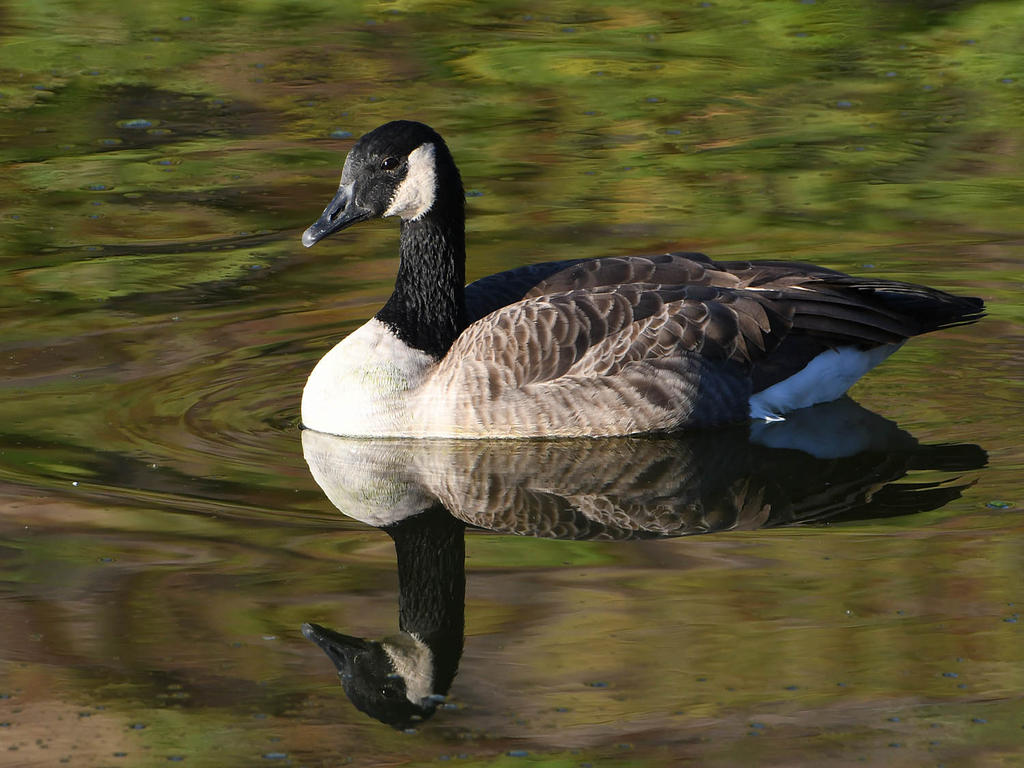 Goose3.jpg