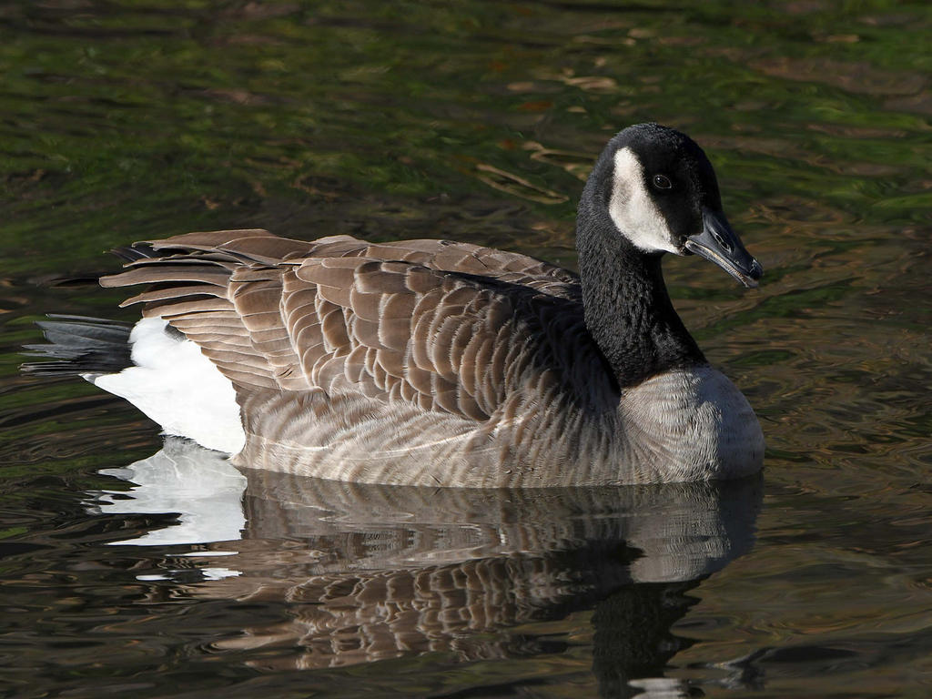 Goose3.jpg