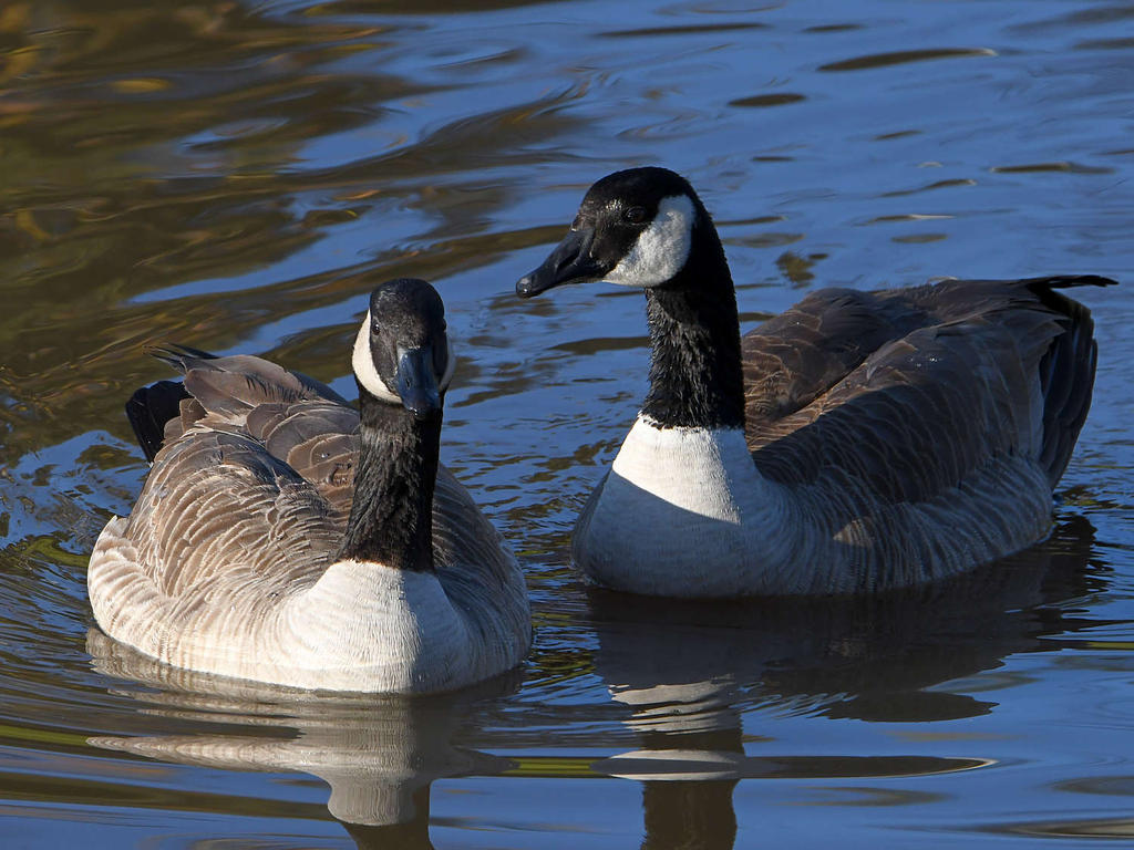 Goose3.jpg