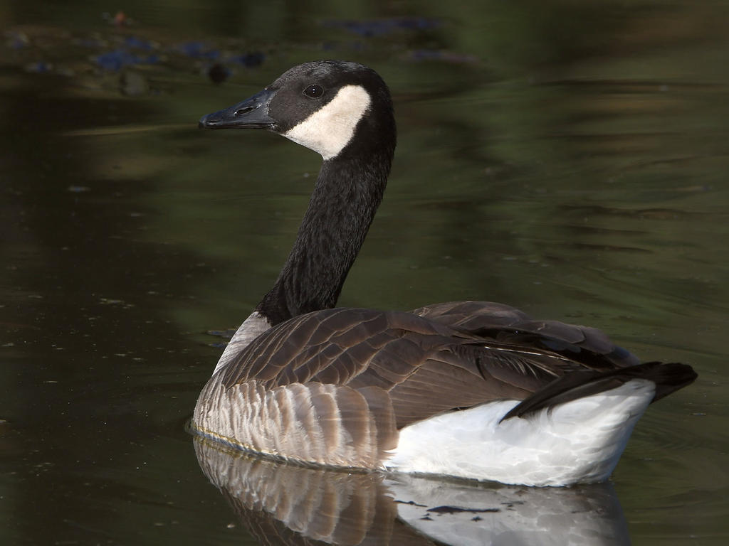 Goose3.jpg