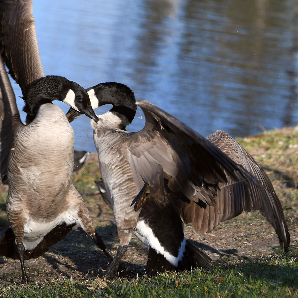 Goose3.jpg