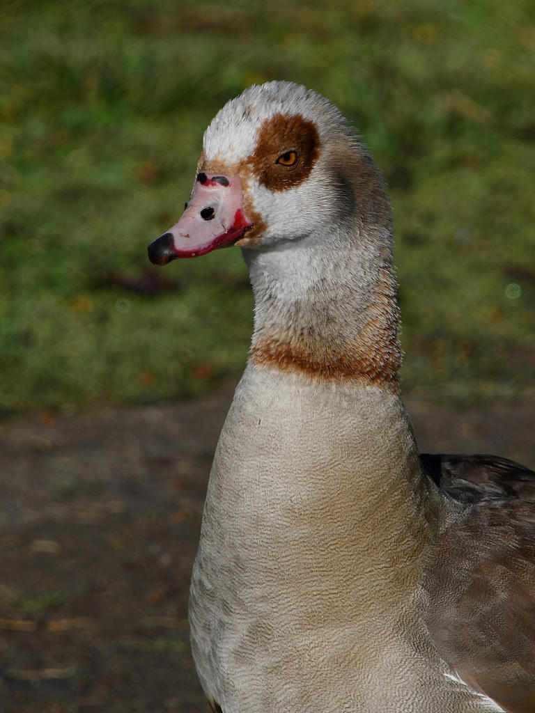 Goose3.jpg
