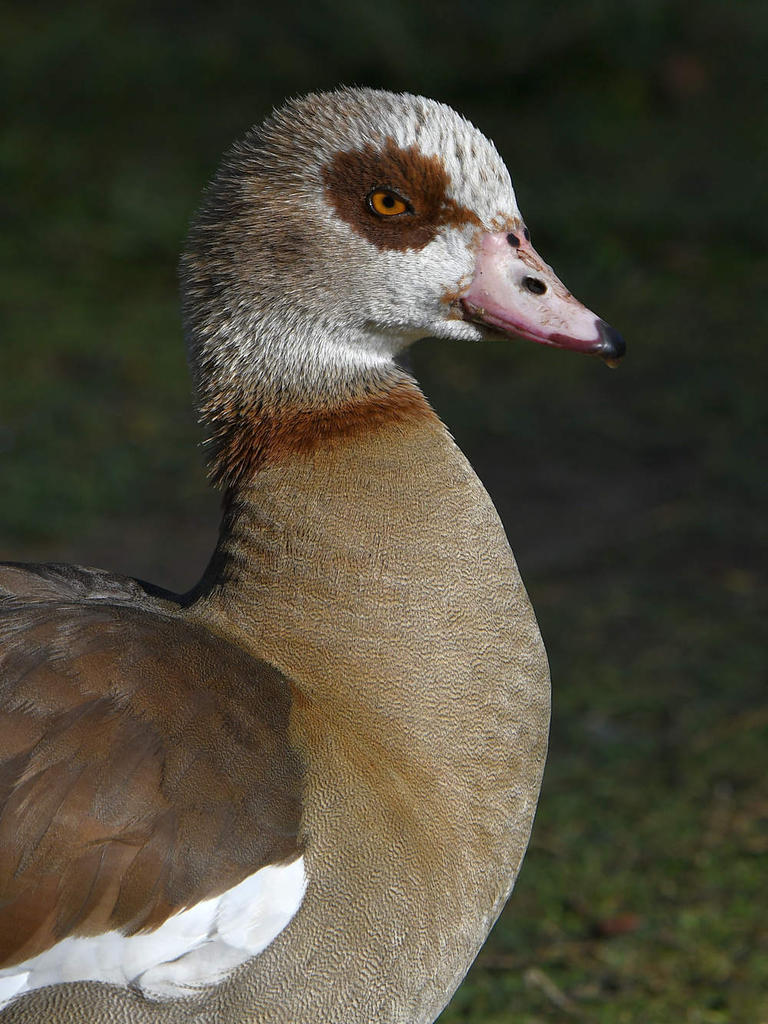 Goose3.jpg