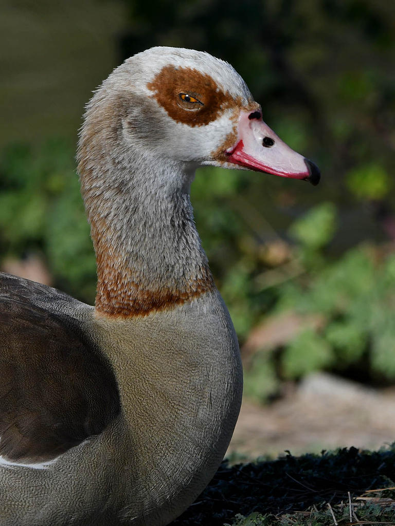 Goose3.jpg